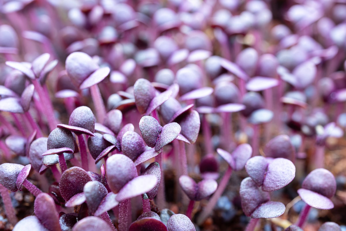 Young sprouts of purple basil