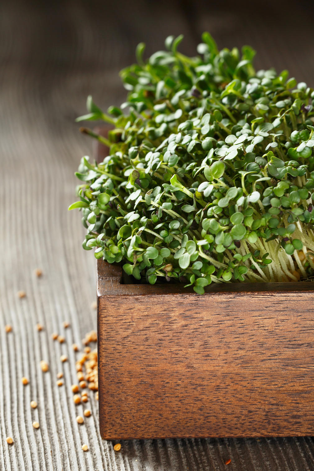 Close-up of Mustard Microgreens, Green Leaves and Stems. Sprouti