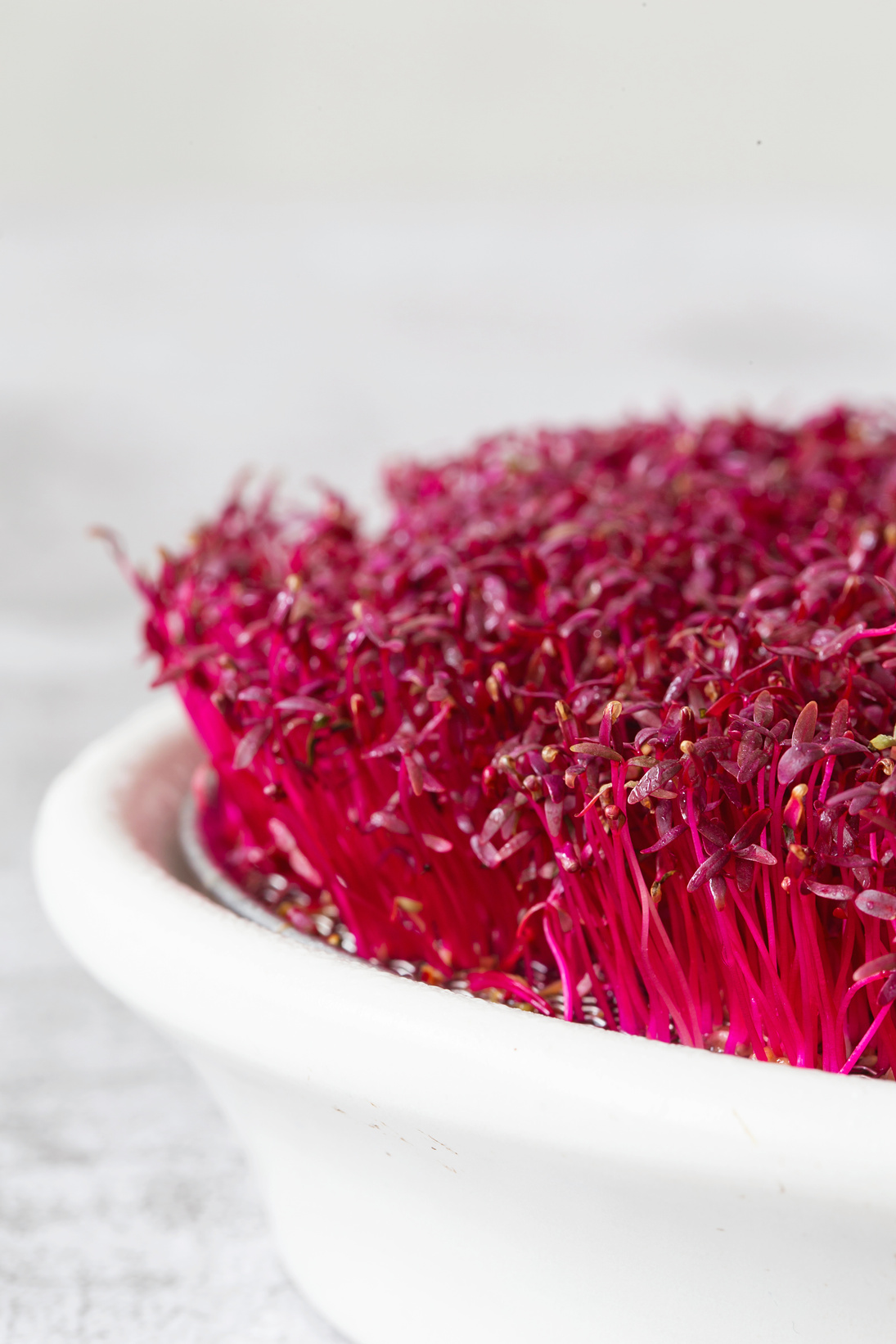 Amaranth Micro Herbs. Sprouting Micro Greens. Seed Germination a