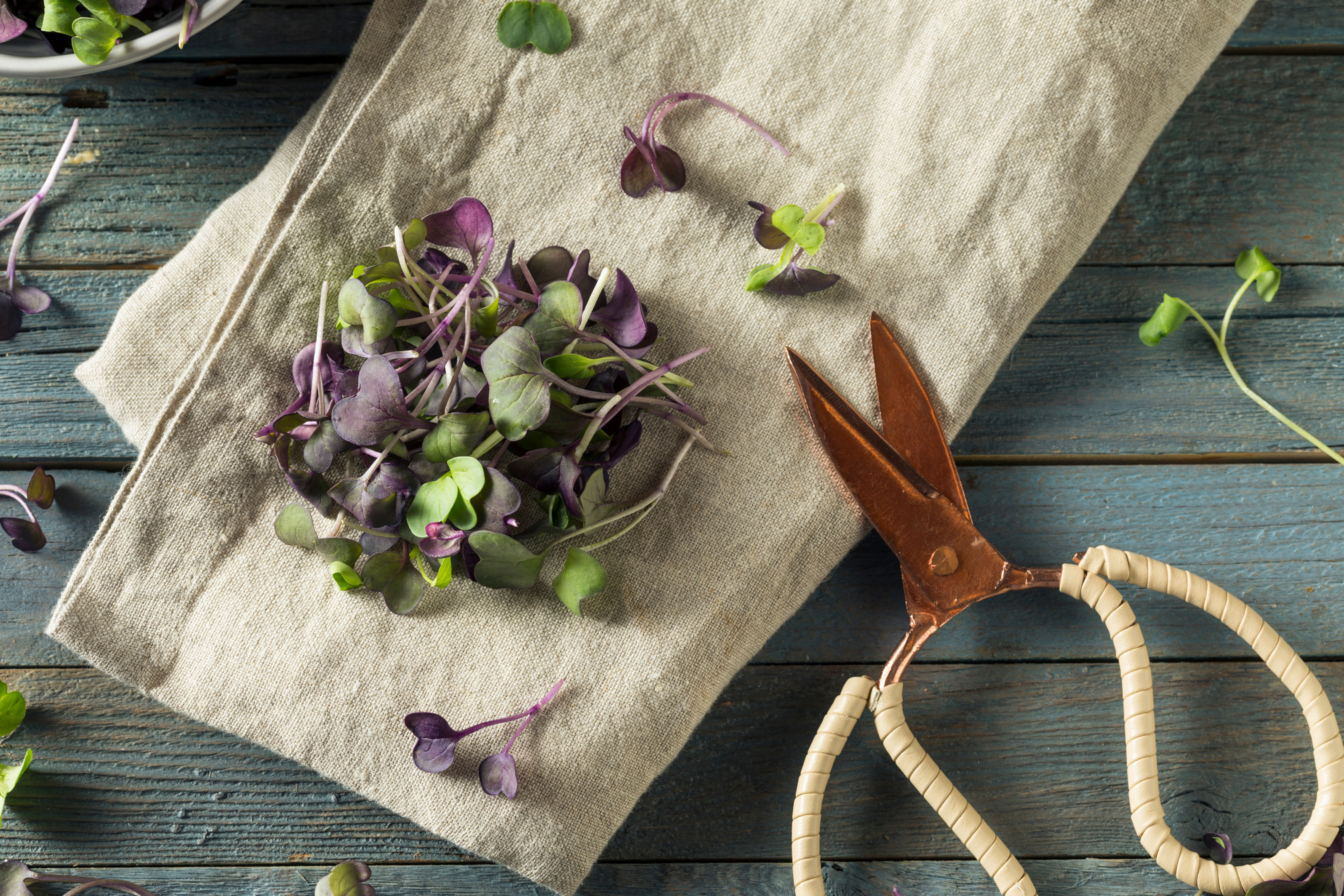Raw Purple Organic Radish Microgreens