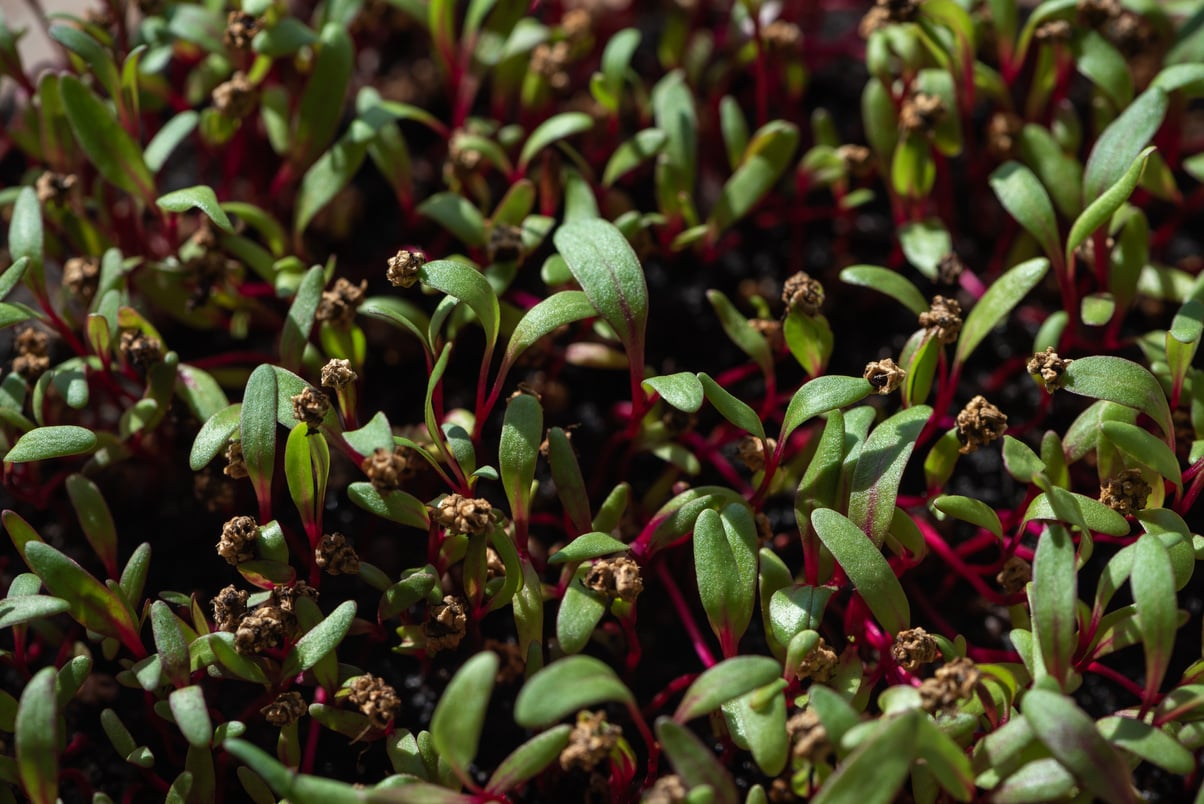 Red beet sprouts