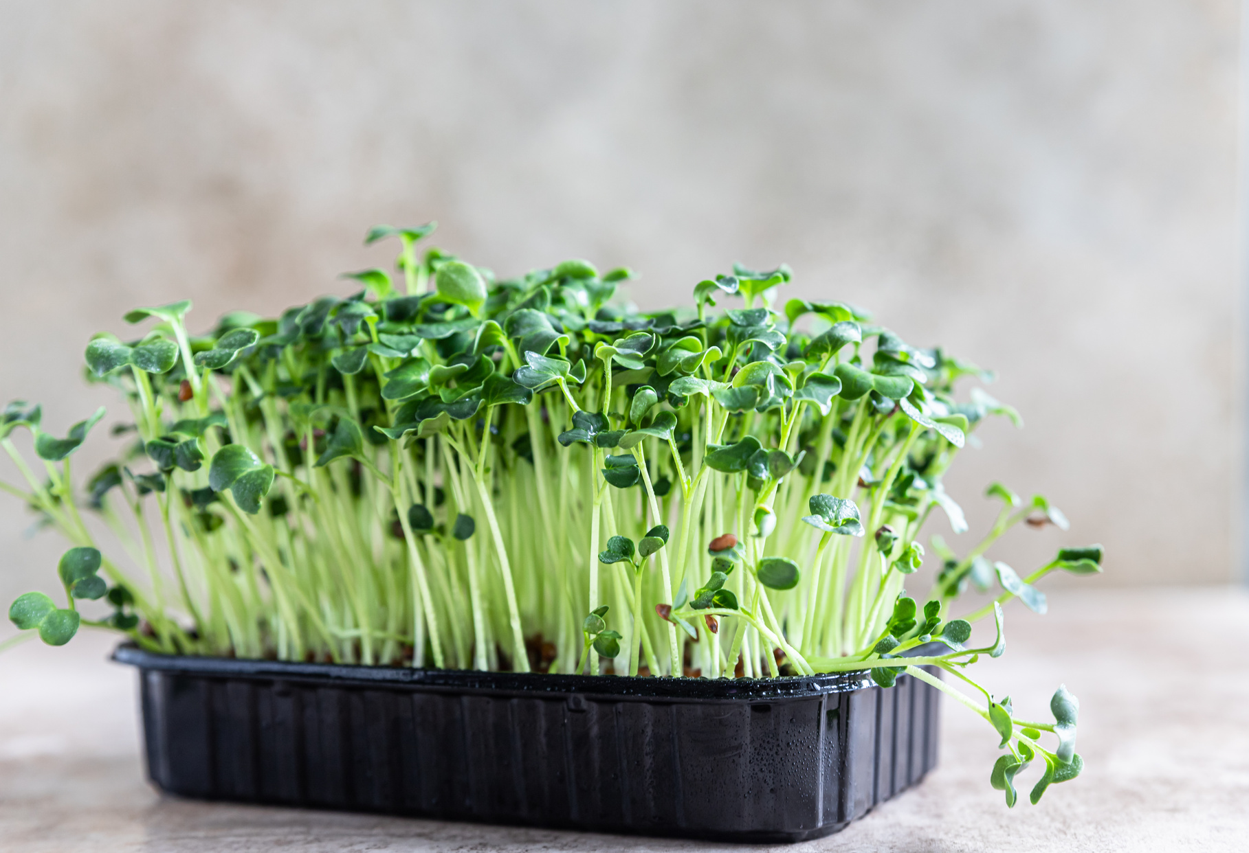 Daikon radish microgreen sprouts in a black tray. Organic microgreen for healthy eating. Concept of vegan food. Growing at home.