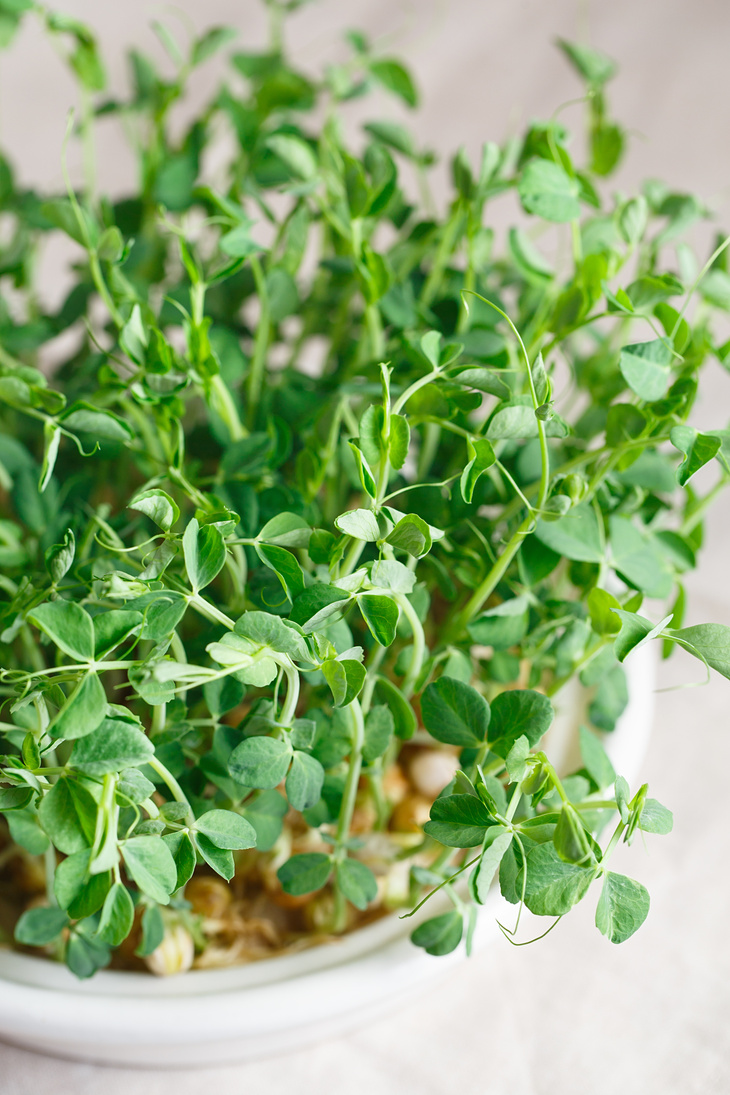 Peas Microgreens with Seeds and Roots. Sprouted Peas Seeds. Spro